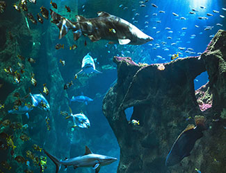 bassin des requins à l'aquarium de La Rochelle